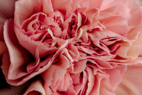 Sambandet mellan tarmflora, kost och kvinnans underliv (vagina, vulva och urinvägar) - VagiVital Sweden