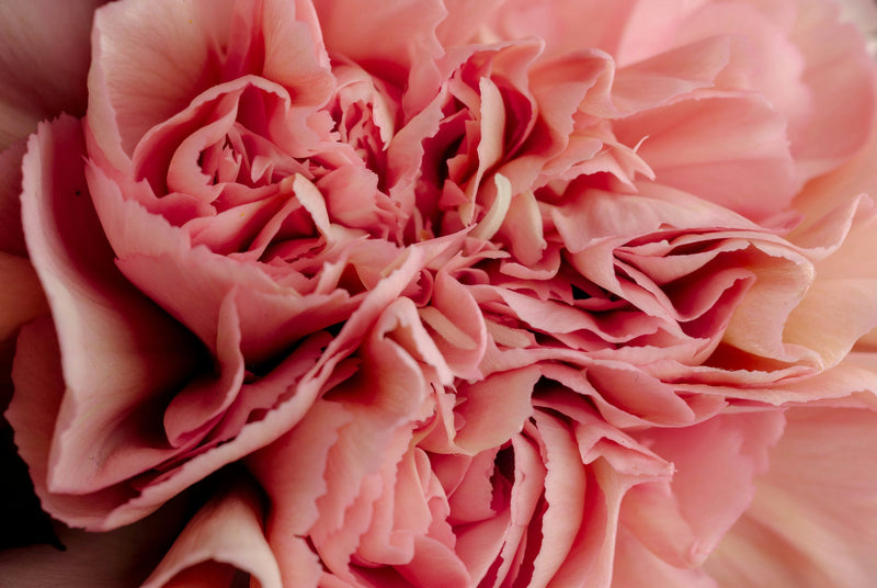 Sambandet mellan tarmflora, kost och kvinnans underliv (vagina, vulva och urinvägar) - VagiVital Sweden