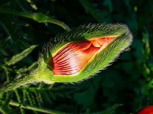 Vanliga myter om intimhälsa – vad är sant, fakta och lite tips - VagiVital Sweden